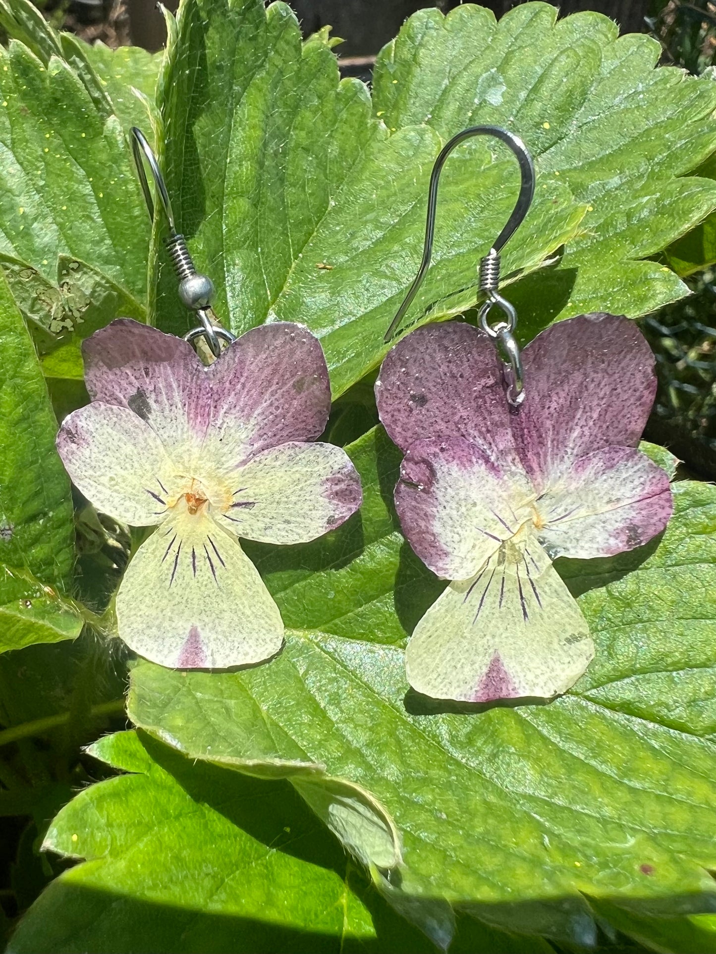 Real Viola flowers earrings
