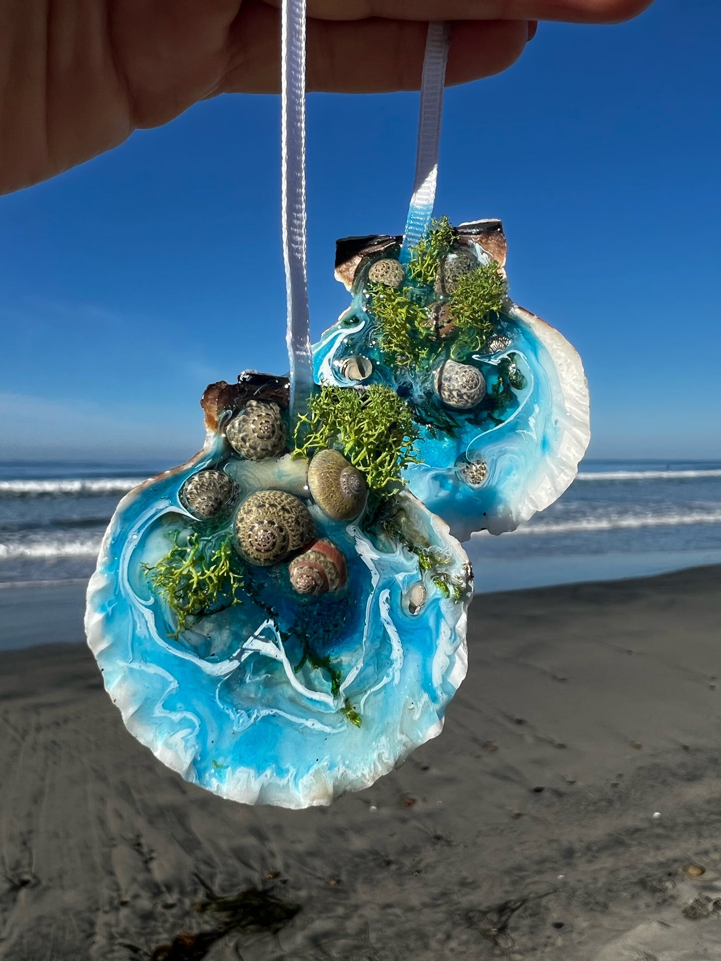 Seashells with Ocean