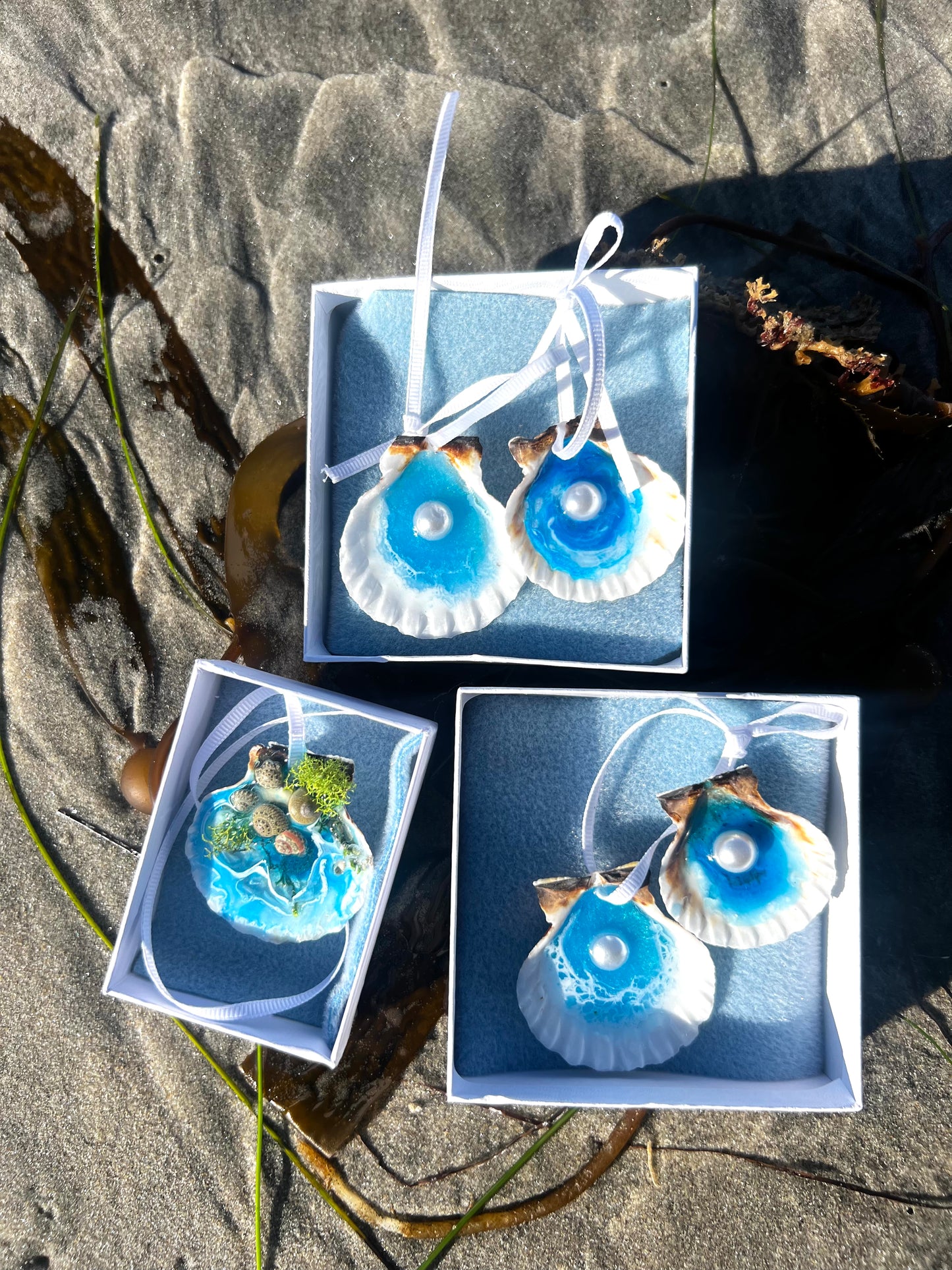 Seashells with Ocean