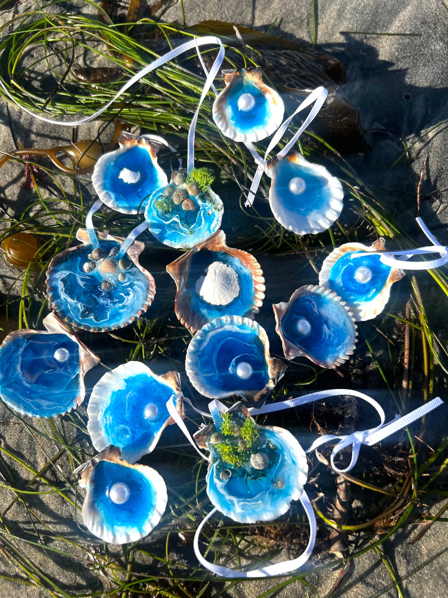 Seashells with Ocean