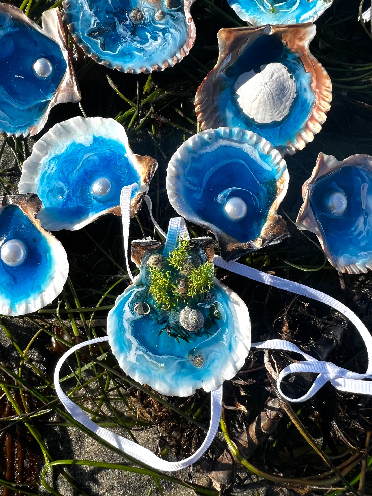Seashells with Ocean