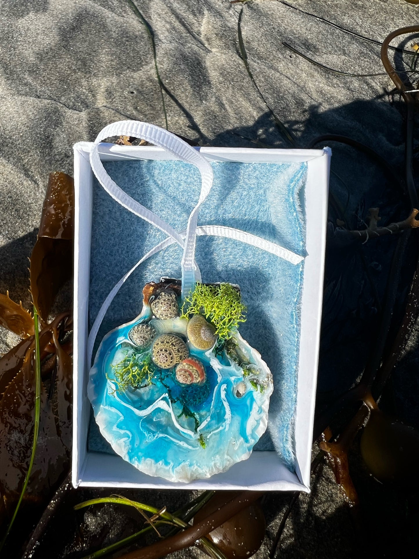 Seashells with Ocean