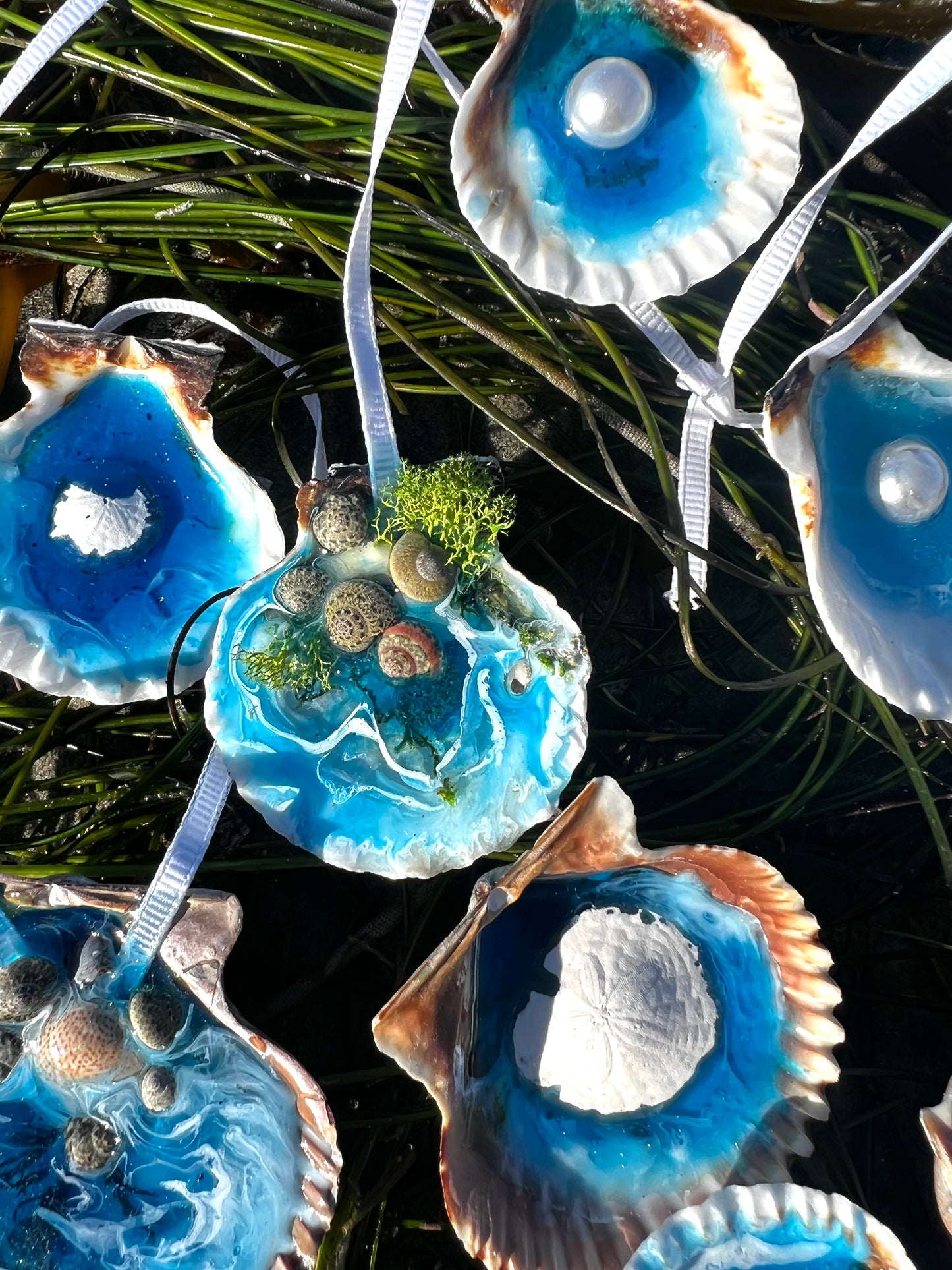 Seashells with Ocean