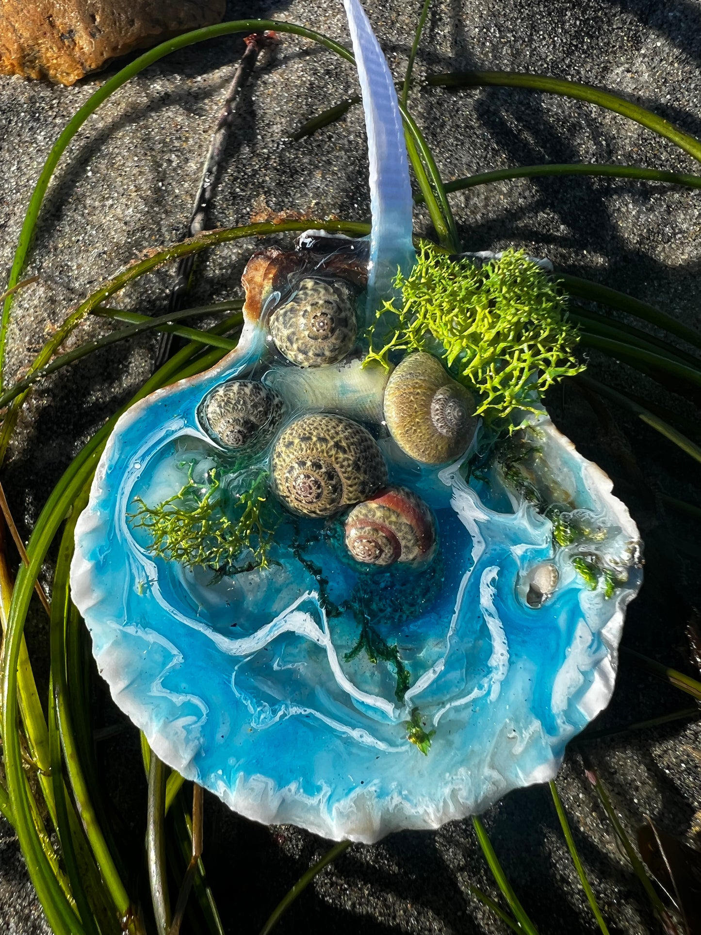 Seashells with Ocean