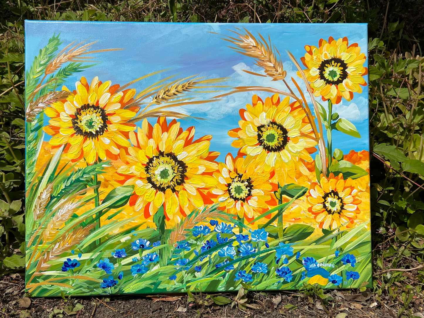 Sunflowers field in Ukraine